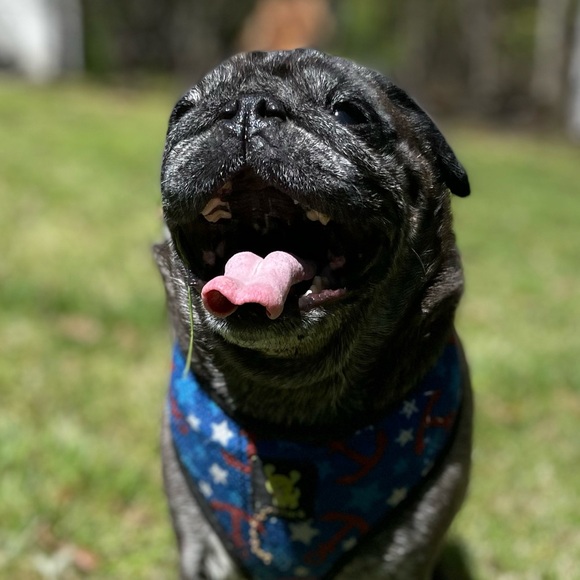 Meet your Posher, Angie, aka PugPoshing! - Picture 2 of 2